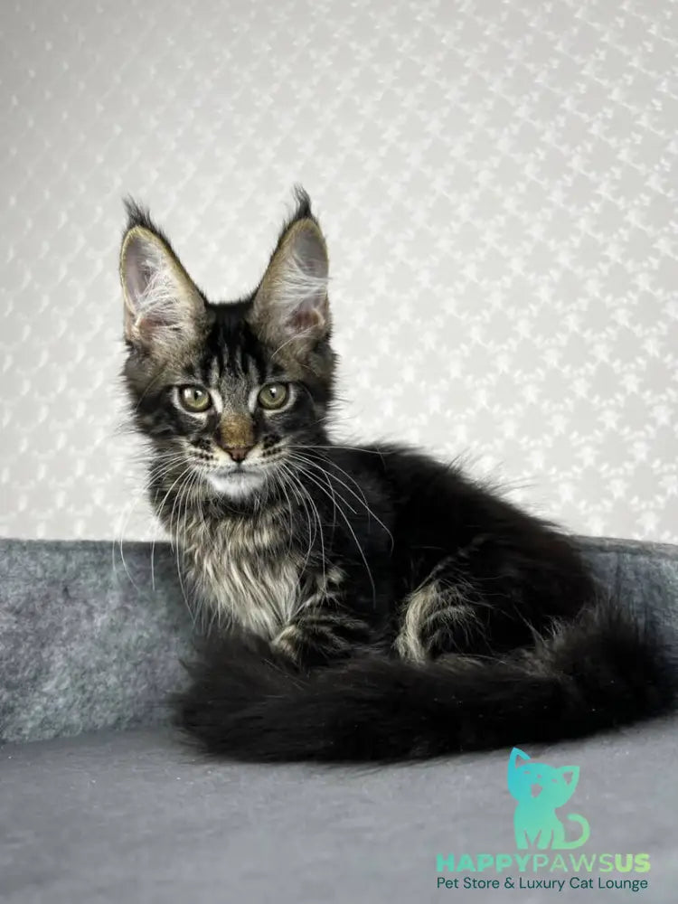 Necko Maine Coon male black tabby - live animals