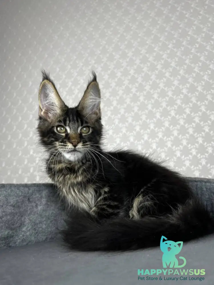 Necko Maine Coon male black tabby - live animals