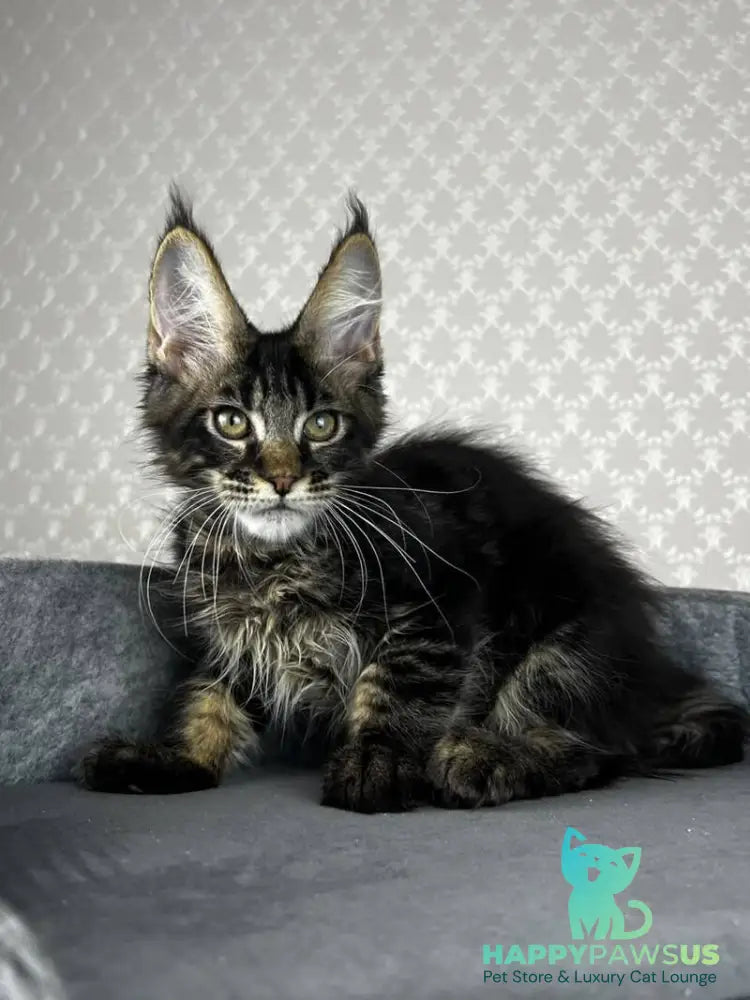 Necko Maine Coon male black tabby - live animals