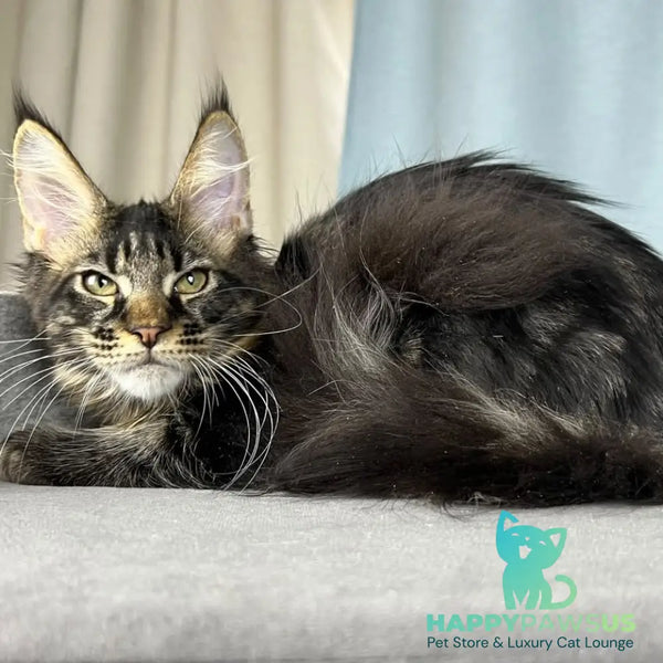 Necko Maine Coon male black tabby - live animals