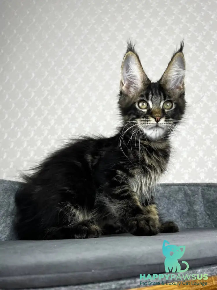 Necko Maine Coon male black tabby - live animals