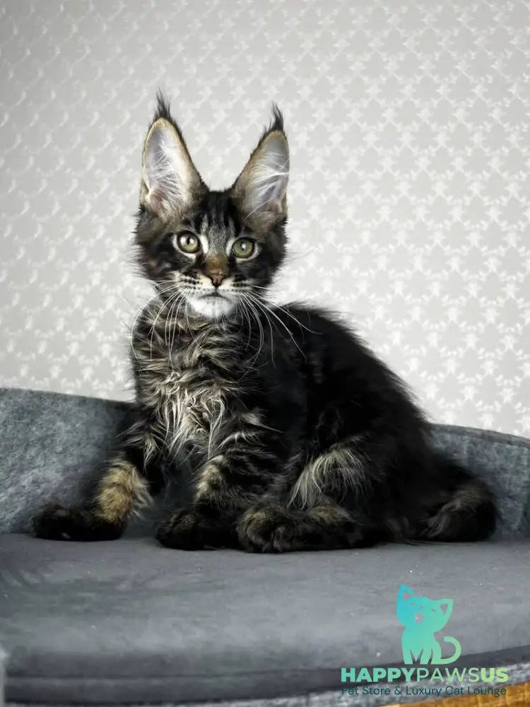 Necko Maine Coon male black tabby - live animals