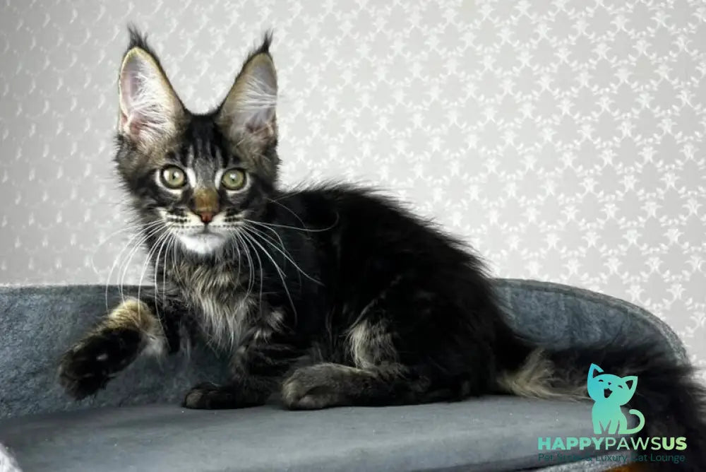 Necko Maine Coon male black tabby - live animals