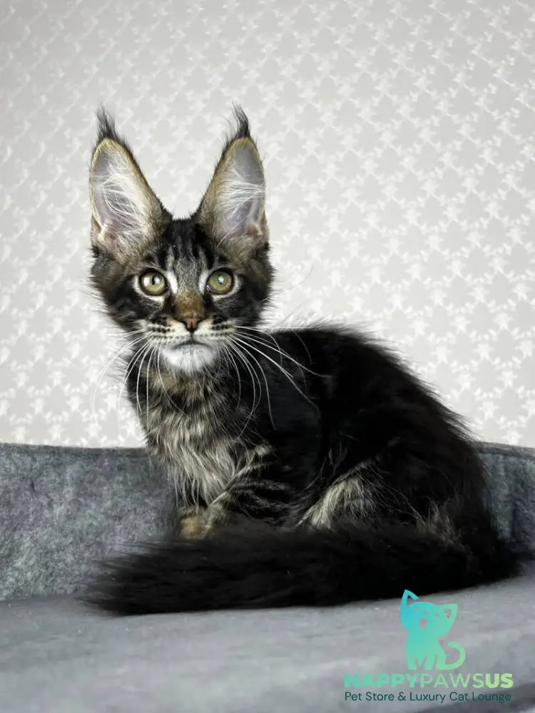 Necko Maine Coon male black tabby - live animals
