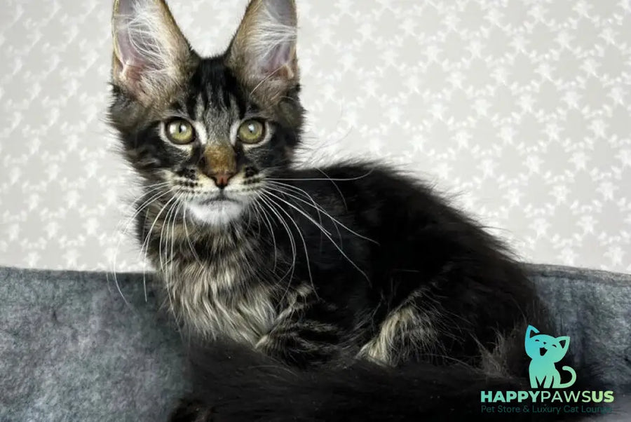 Necko Maine Coon male black tabby - live animals