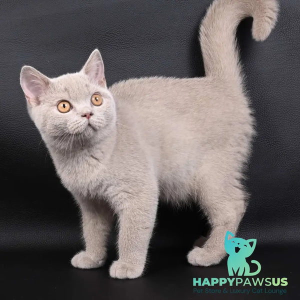 Nectar British Shorthair male fawn - live animals