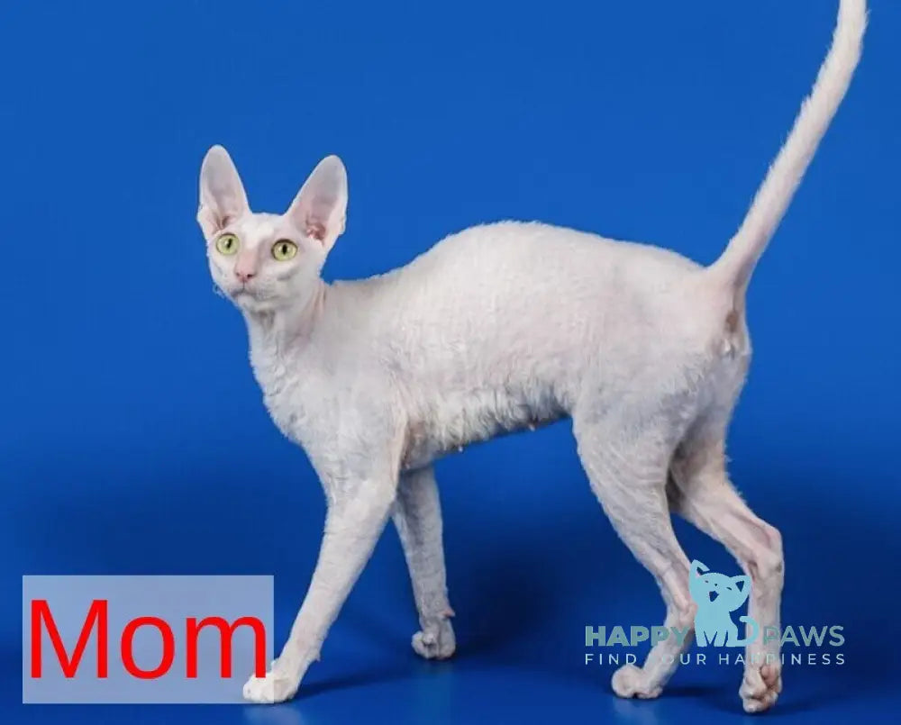 Nectar Cornish Rex male white live animals