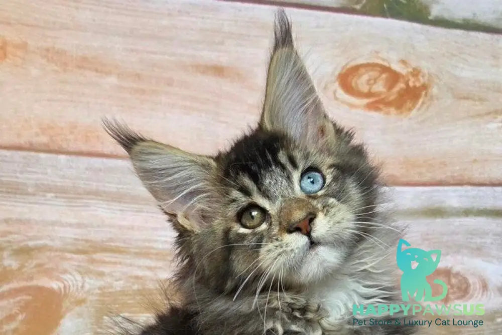 Nectarin Maine Coon male black ticked tabby live animals
