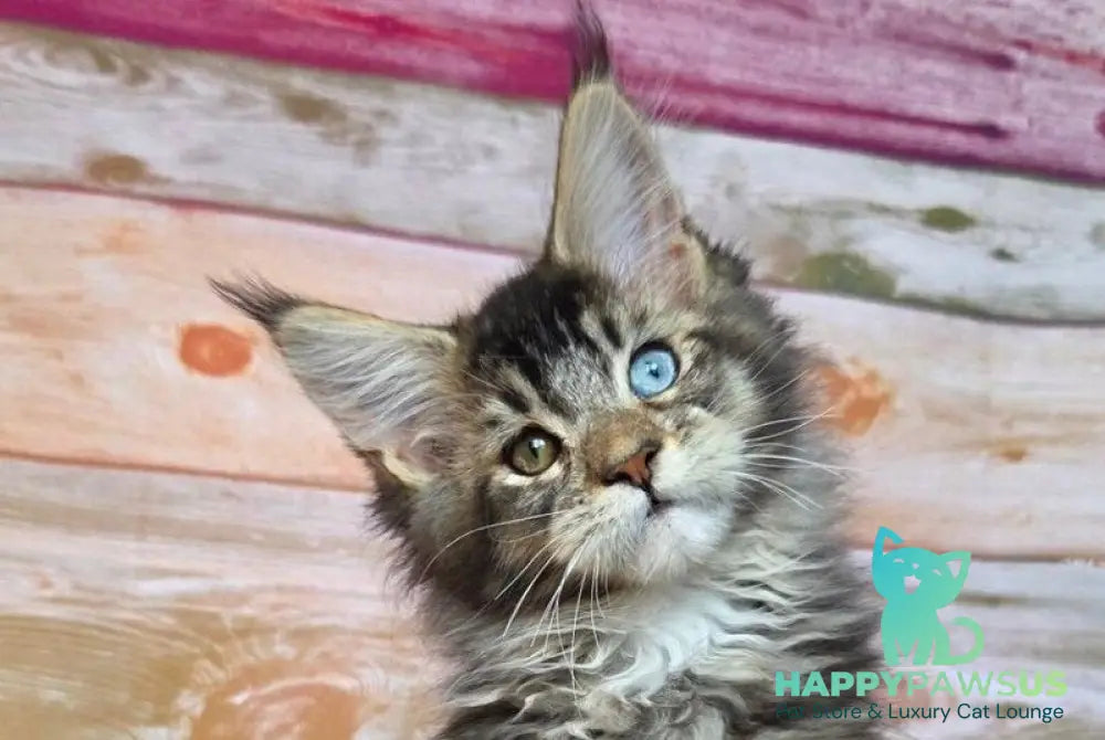 Nectarin Maine Coon male black ticked tabby live animals