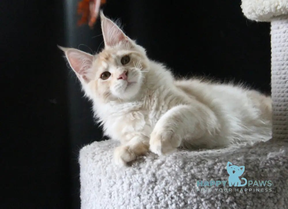 Nectarine Maine Coon male red silver ticked tabby live animals