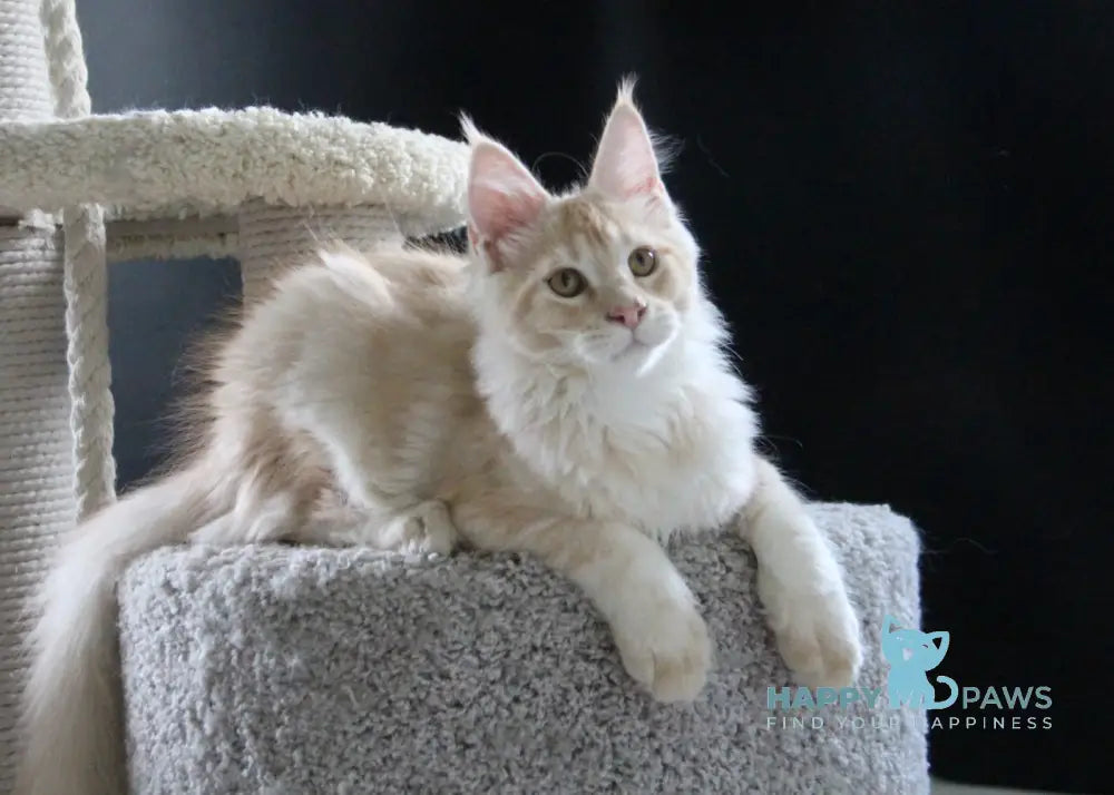 Nectarine Maine Coon male red silver ticked tabby live animals