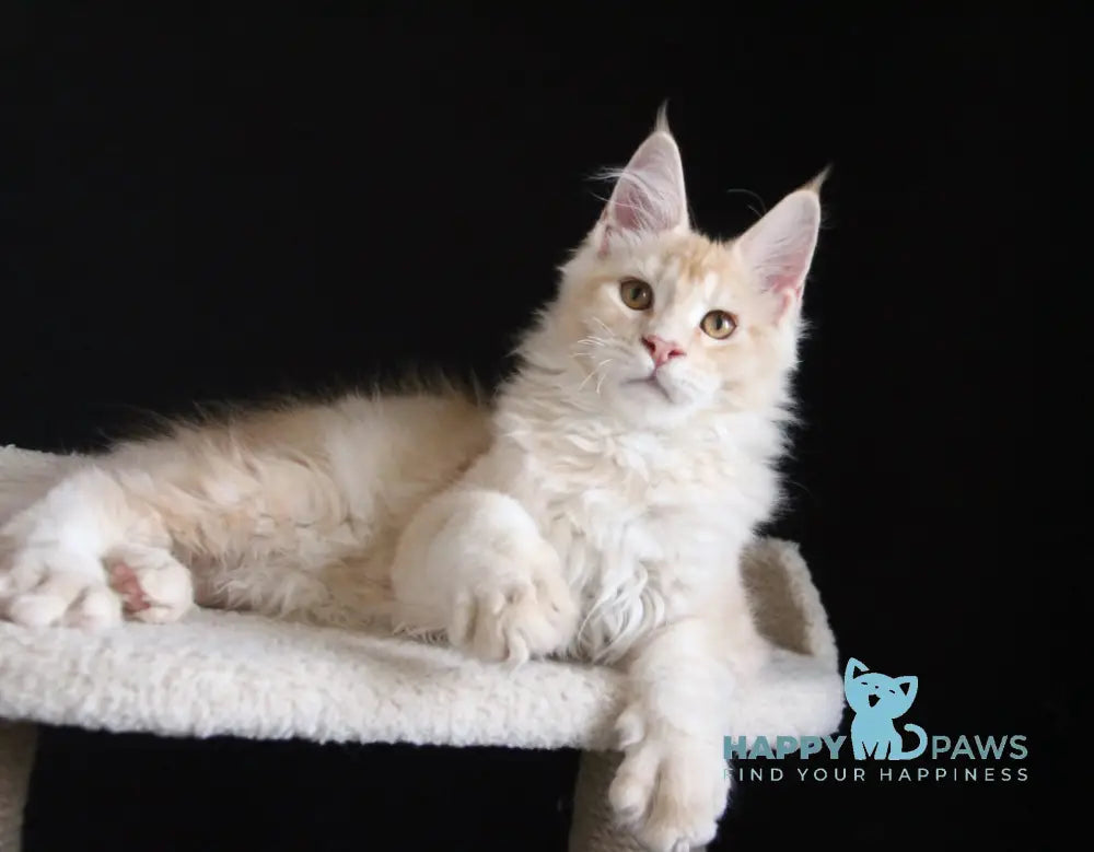 Nectarine Maine Coon male red silver ticked tabby live animals