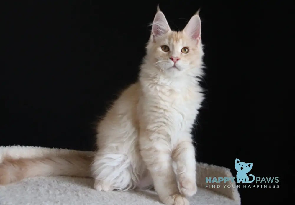 Nectarine Maine Coon male red silver ticked tabby live animals