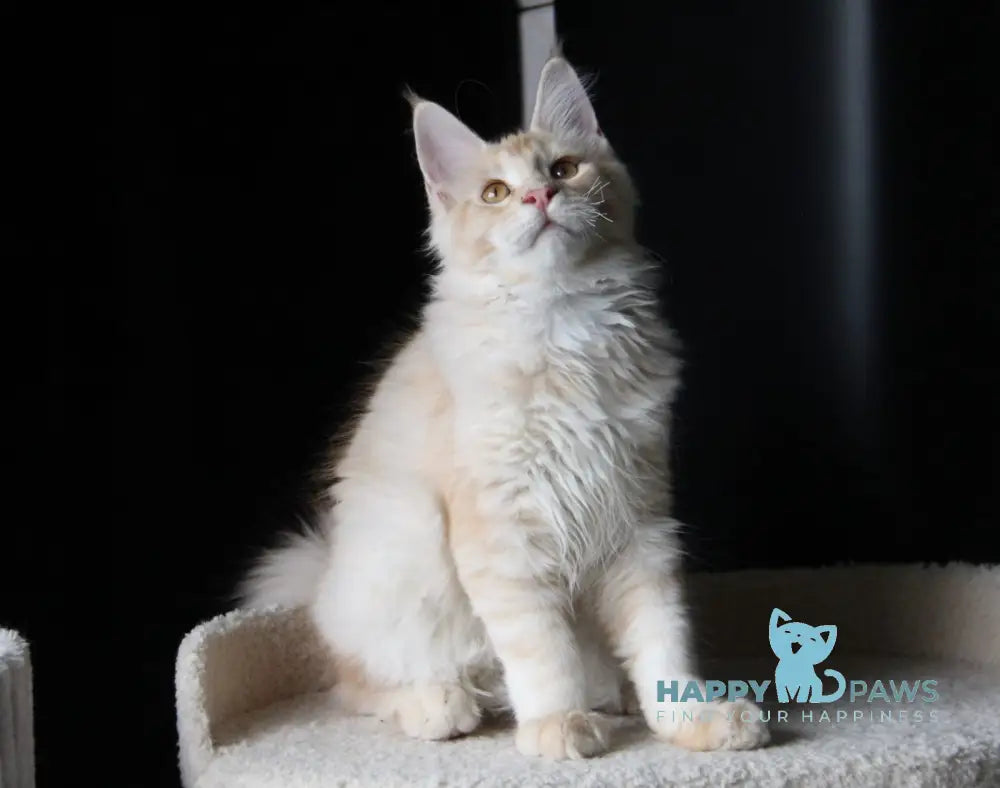 Nectarine Maine Coon male red silver ticked tabby live animals