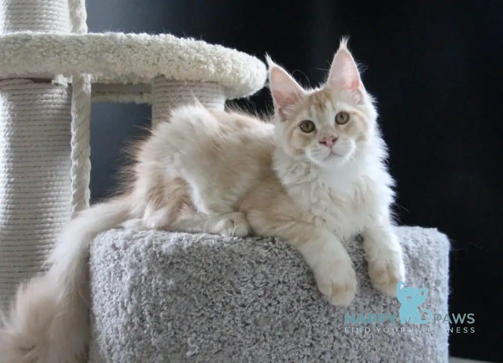 Nectarine Maine Coon male red silver ticked tabby live animals