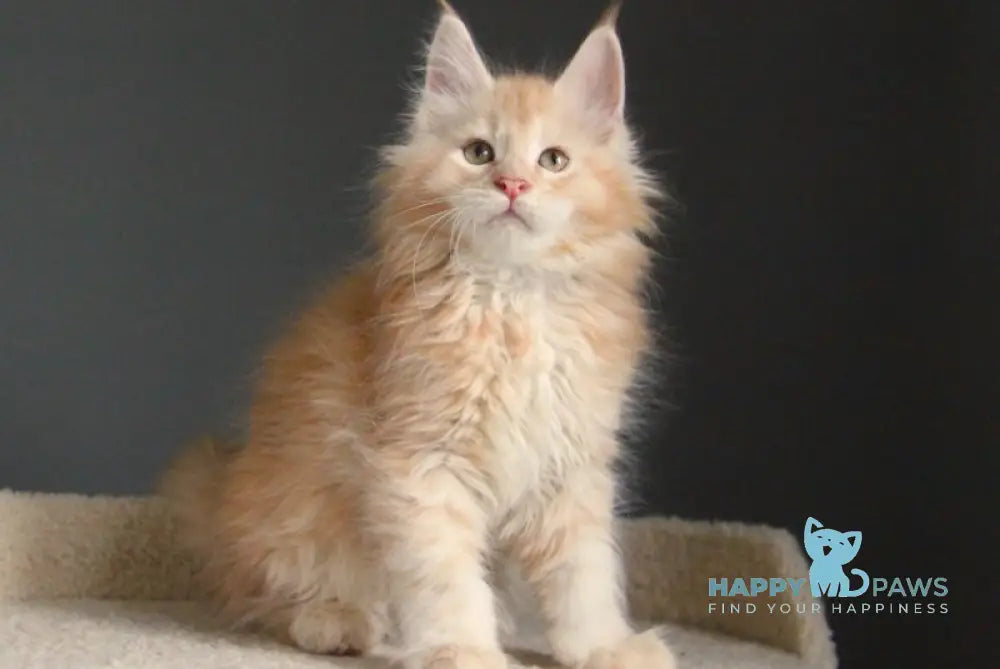 Nectarine Maine Coon male red silver ticked tabby live animals