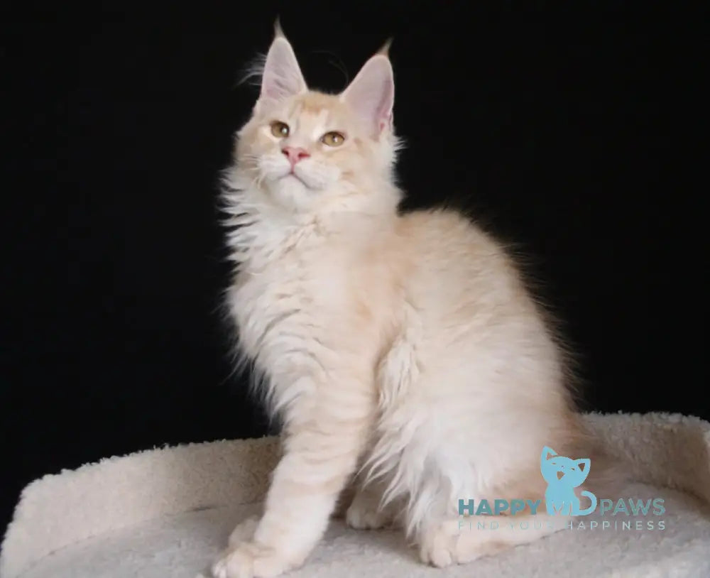 Nectarine Maine Coon male red silver ticked tabby live animals