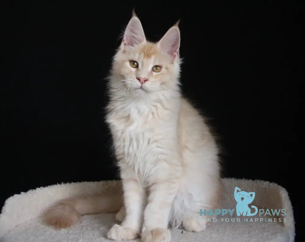 Nectarine Maine Coon male red silver ticked tabby live animals