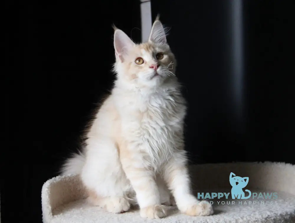 Nectarine Maine Coon male red silver ticked tabby live animals