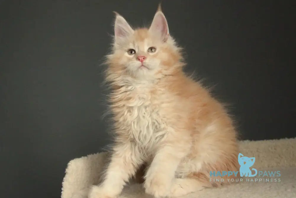 Nectarine Maine Coon male red silver ticked tabby live animals