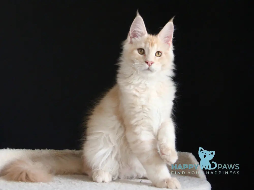 Nectarine Maine Coon male red silver ticked tabby live animals