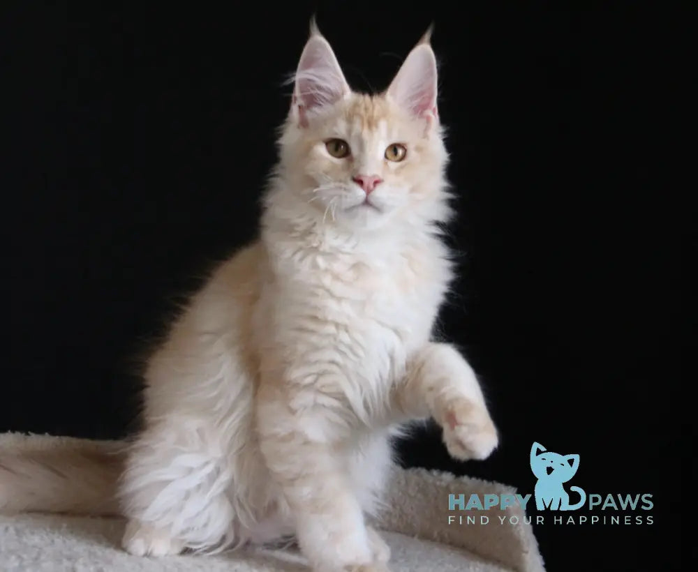 Nectarine Maine Coon male red silver ticked tabby live animals
