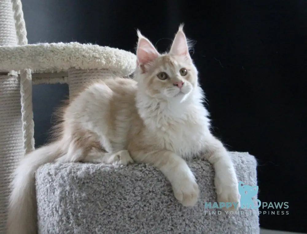 Nectarine Maine Coon male red silver ticked tabby live animals