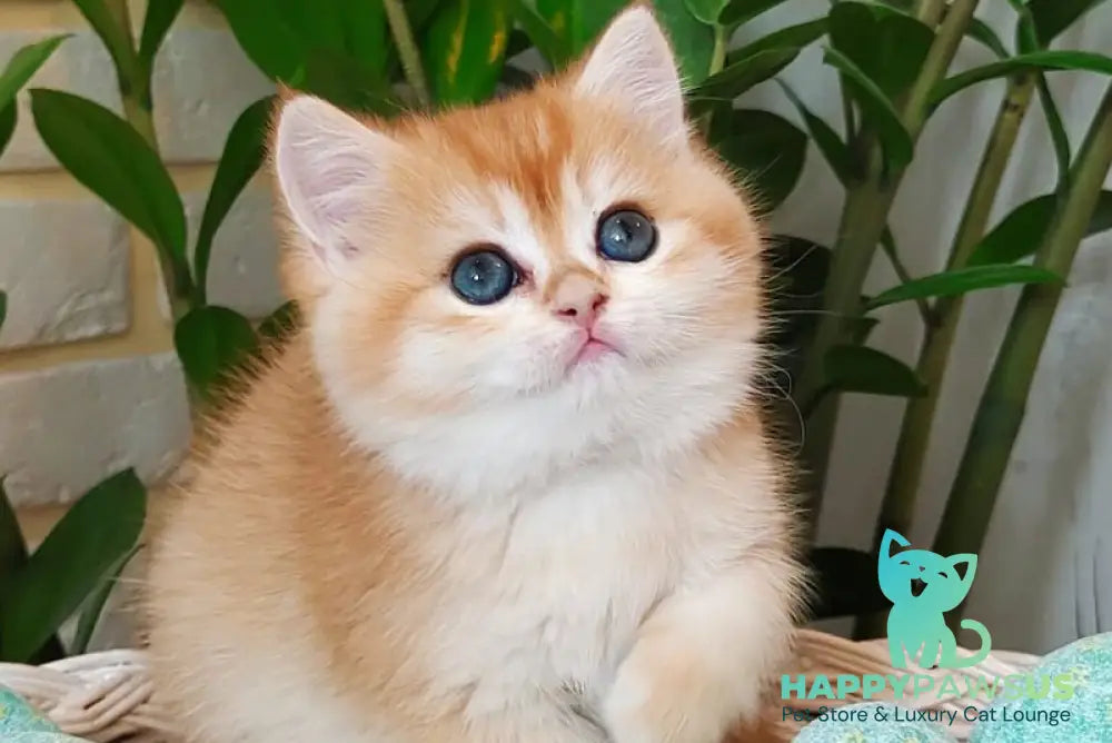 Nefertiti British Shorthair female black golden chinchilla - live animals