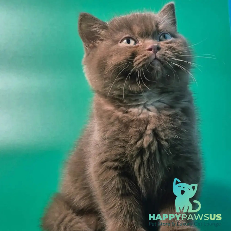 Nefertiti British Shorthair female chocolate - live animals