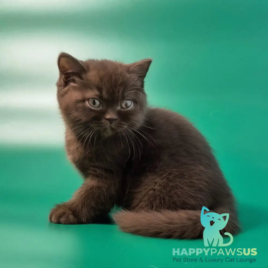 Nefertiti British Shorthair female chocolate - live animals