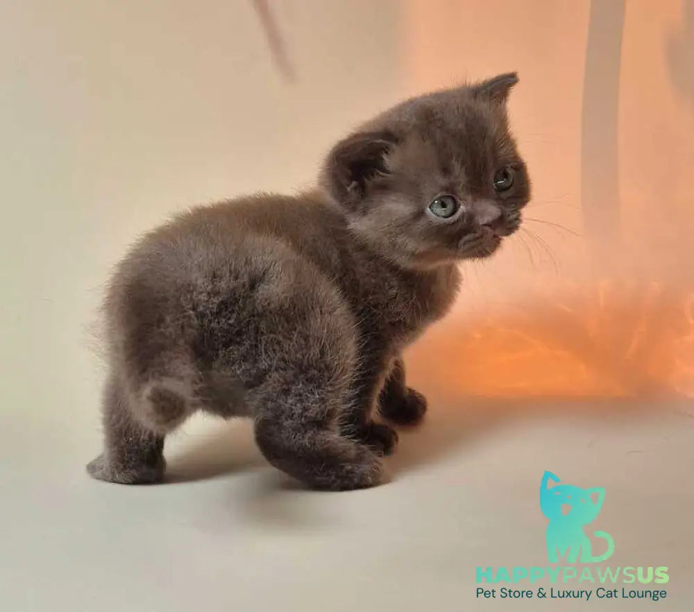 Nefertiti British Shorthair female chocolate - live animals