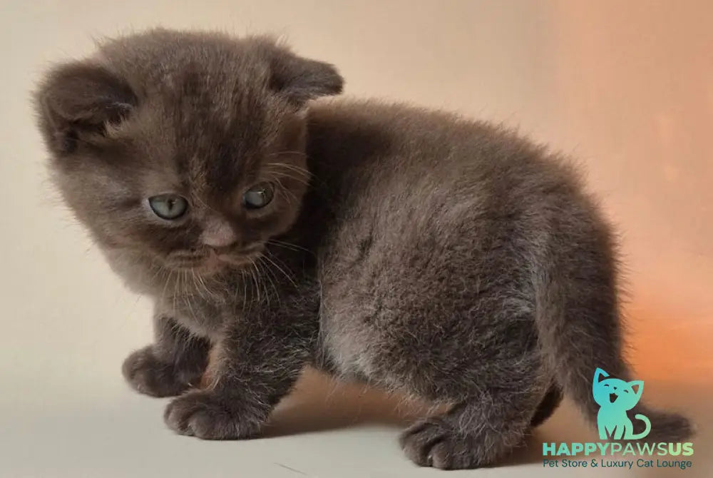 Nefertiti British Shorthair female chocolate - live animals