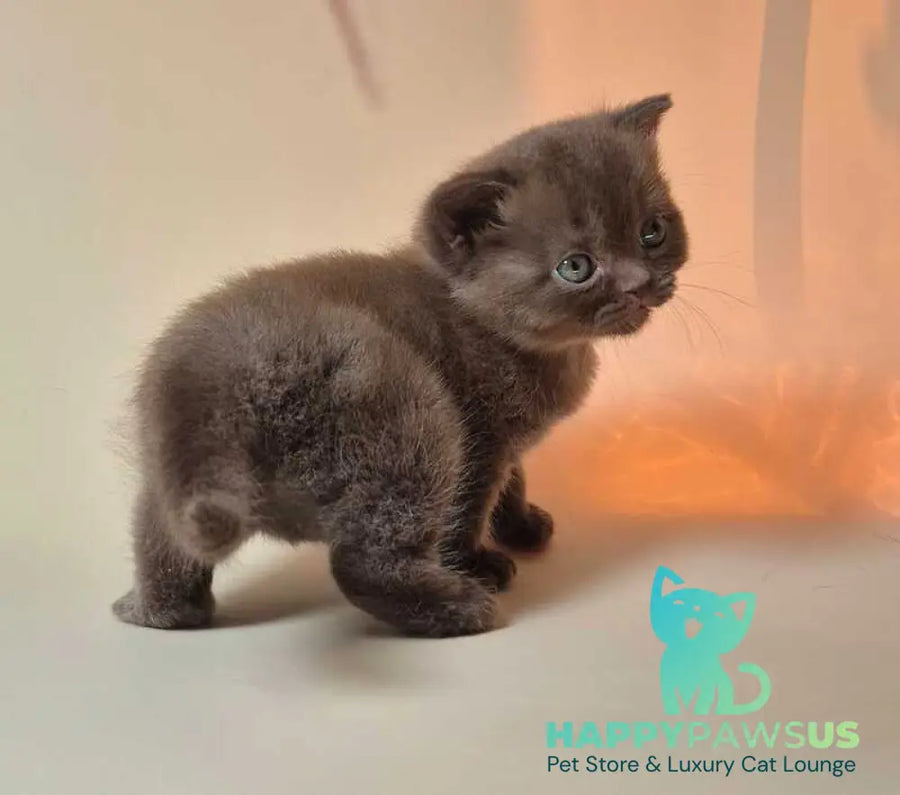 Nefertiti British Shorthair female chocolate - live animals