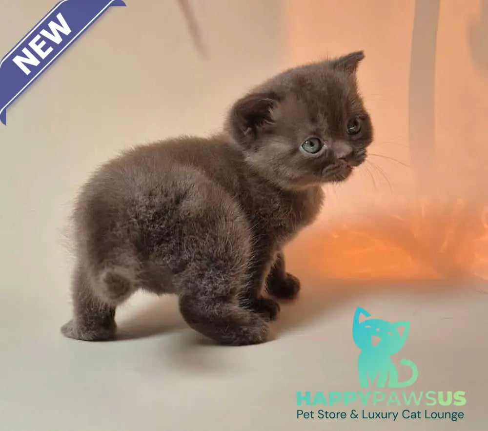 Nefertiti British Shorthair female chocolate - live animals