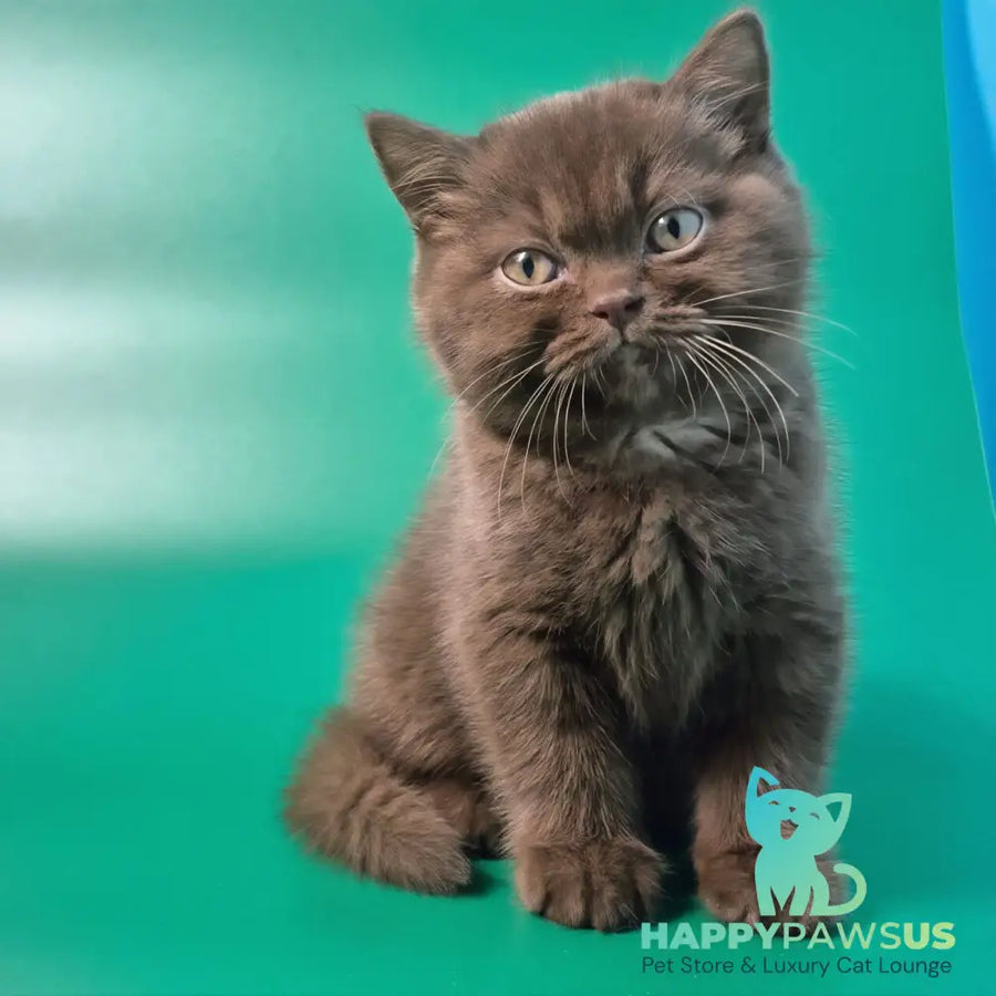 Nefertiti British Shorthair female chocolate - live animals