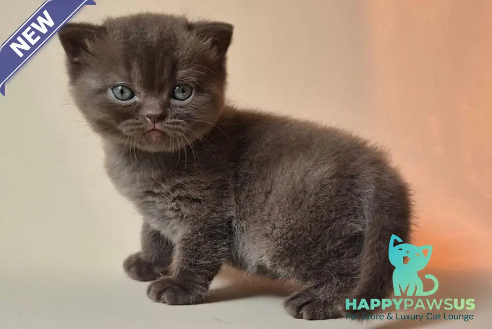 Nefertiti British Shorthair female chocolate - live animals