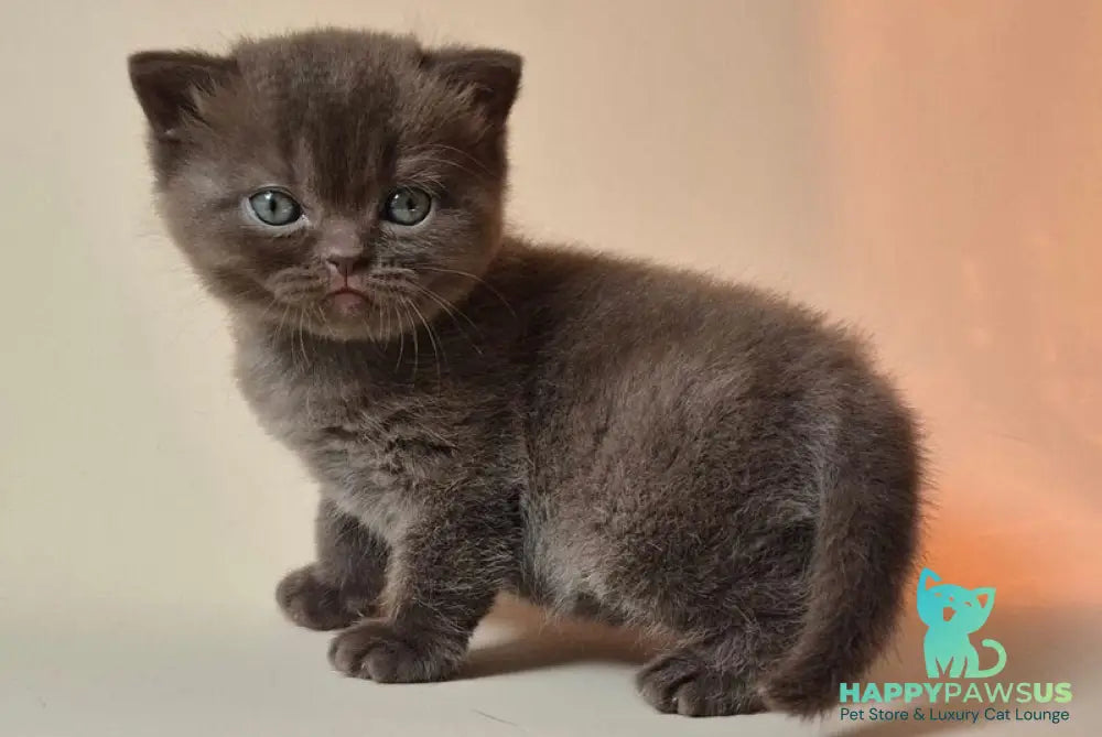 Nefertiti British Shorthair female chocolate - live animals