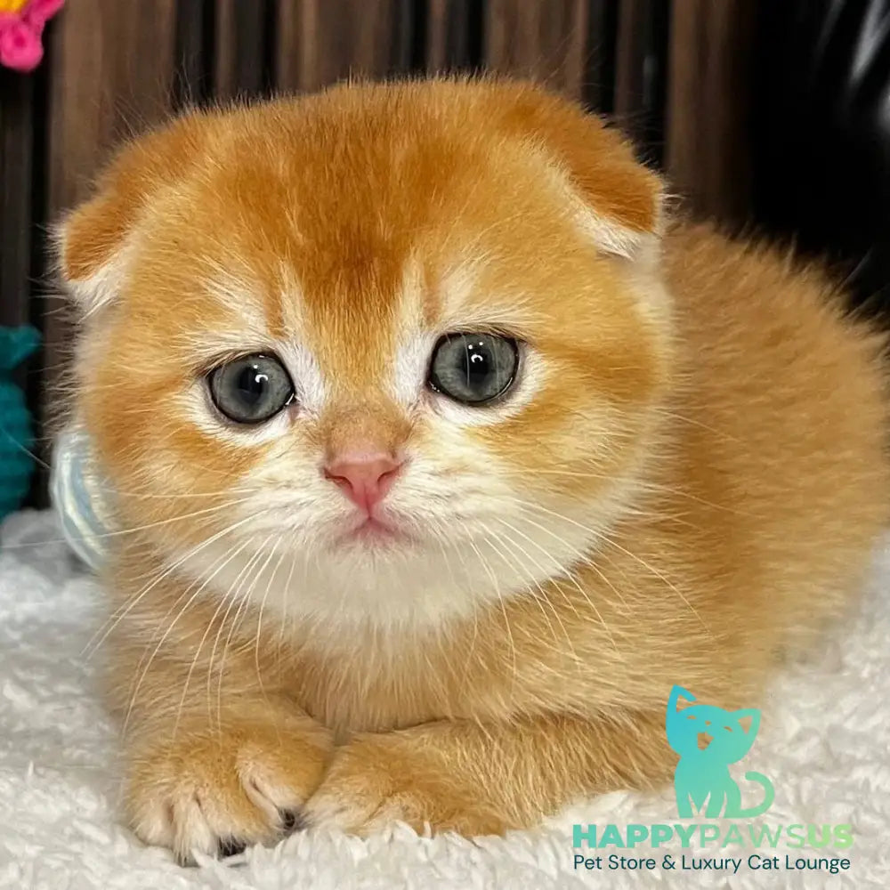 Nefertiti Scottish Fold female black golden chinchilla - live animals