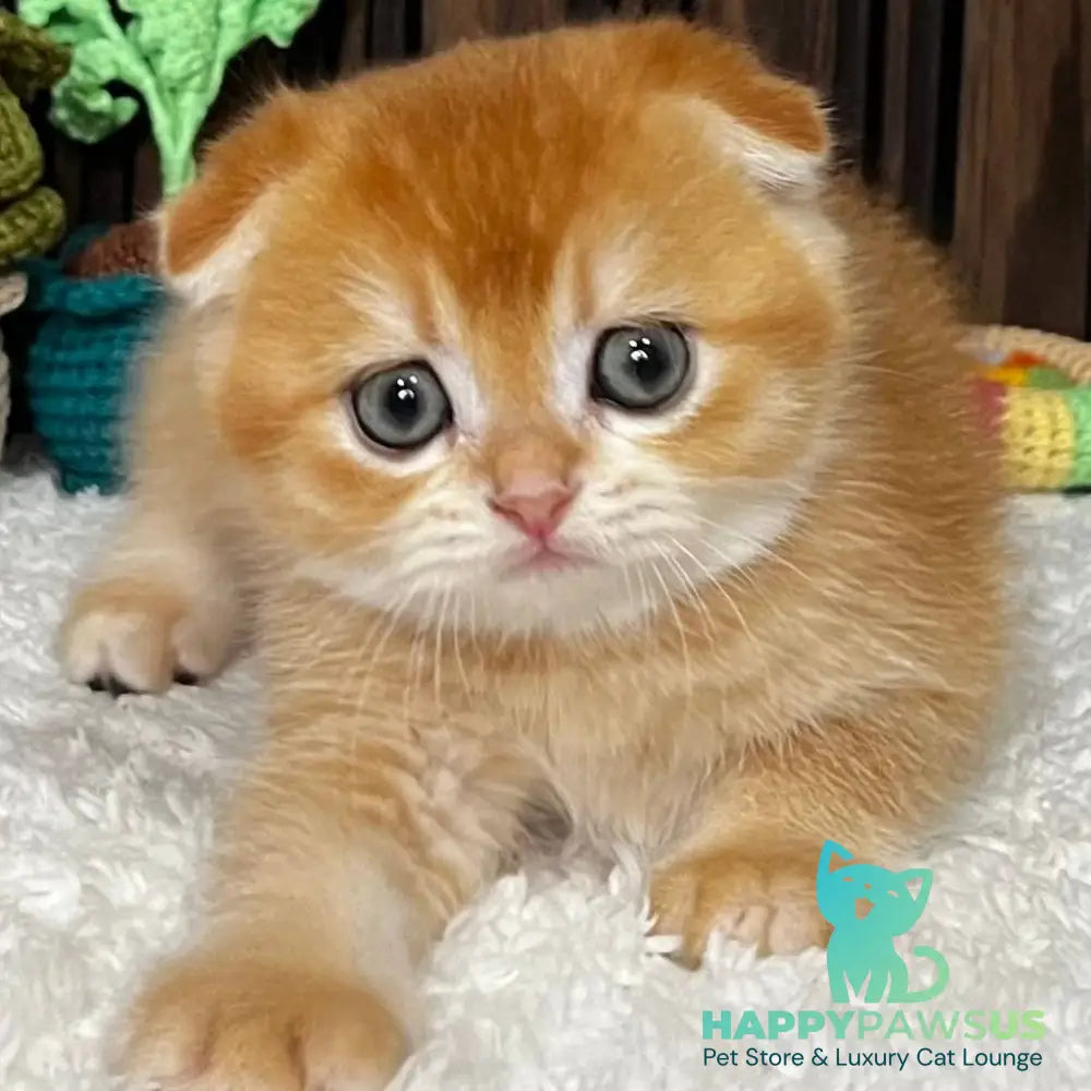 Nefertiti Scottish Fold female black golden chinchilla - live animals
