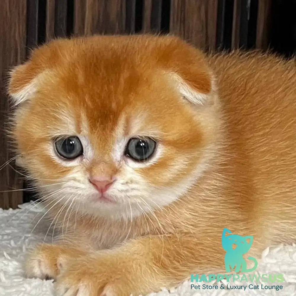 Nefertiti Scottish Fold female black golden chinchilla - live animals