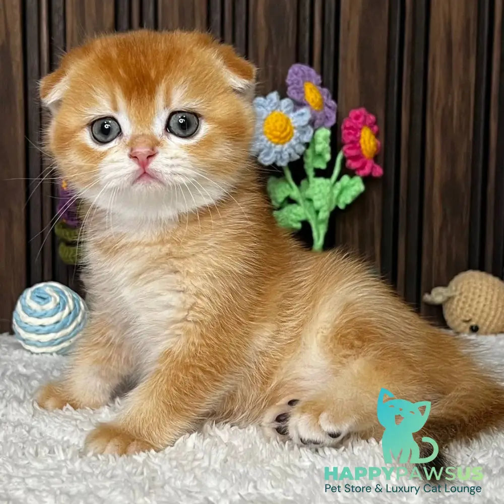 Nefertiti Scottish Fold female black golden chinchilla - live animals