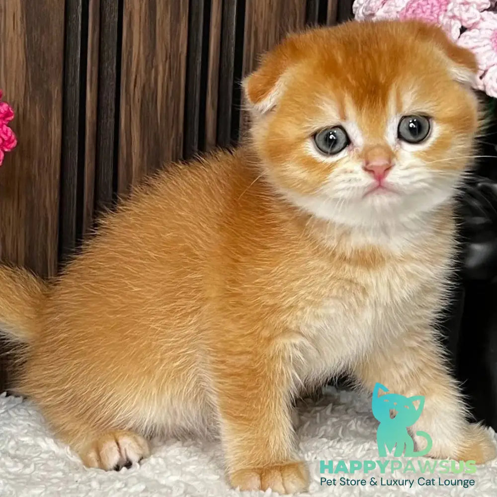 Nefertiti Scottish Fold female black golden chinchilla - live animals