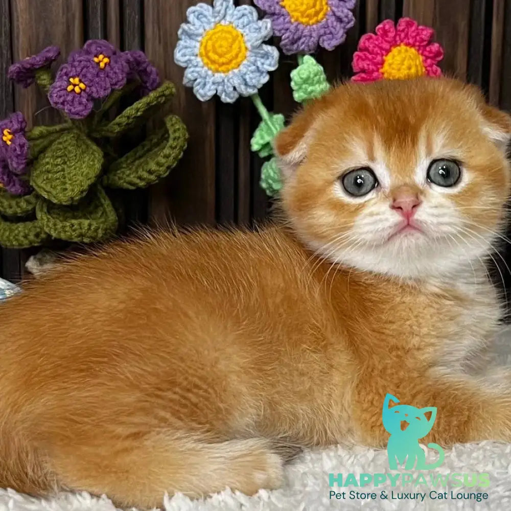 Nefertiti Scottish Fold female black golden chinchilla - live animals