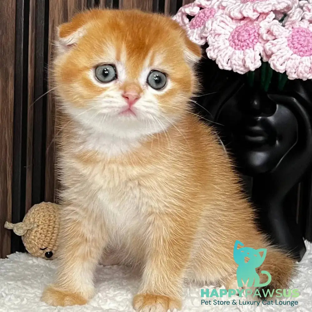 Nefertiti Scottish Fold female black golden chinchilla - live animals
