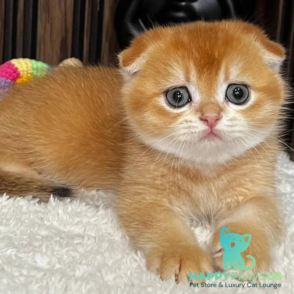 Nefertiti Scottish Fold female black golden chinchilla - live animals