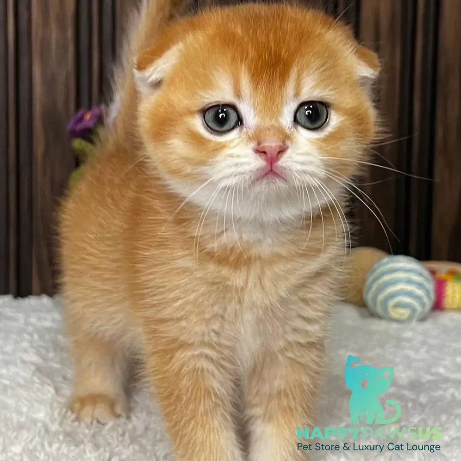 Nefertiti Scottish Fold female black golden chinchilla - live animals