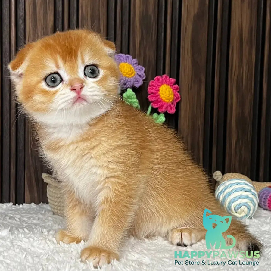 Nefertiti Scottish Fold female black golden chinchilla - live animals