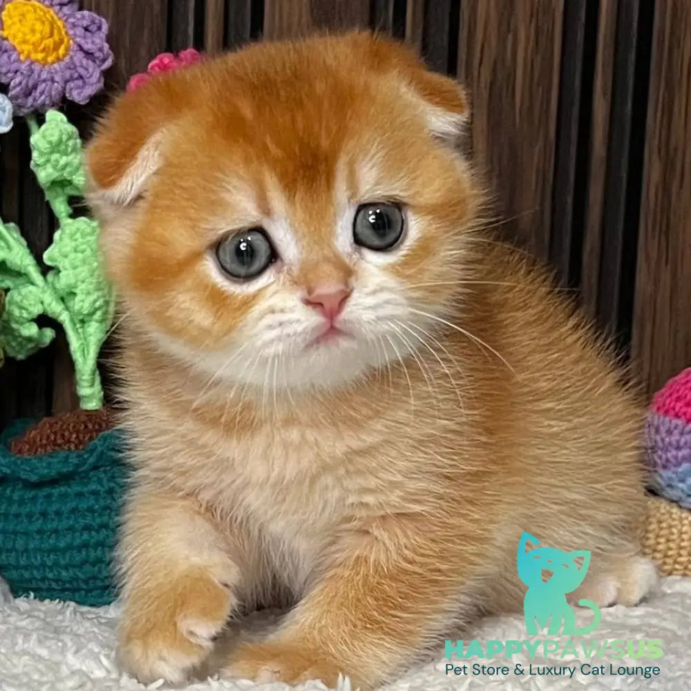 Nefertiti Scottish Fold female black golden chinchilla - live animals