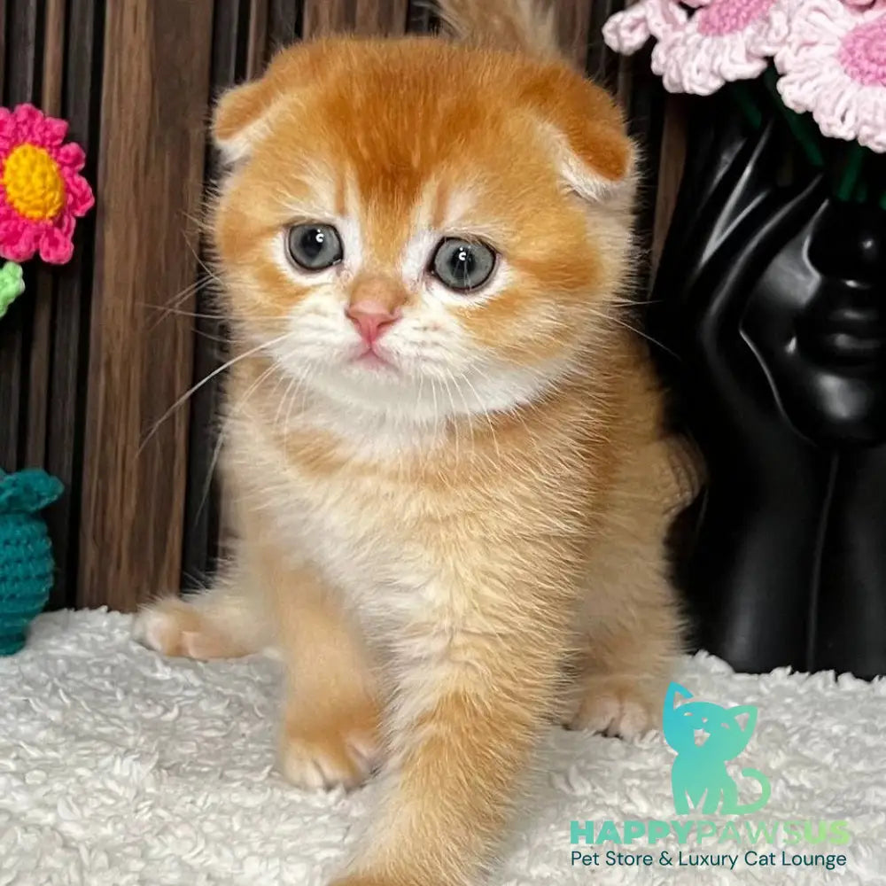 Nefertiti Scottish Fold female black golden chinchilla - live animals