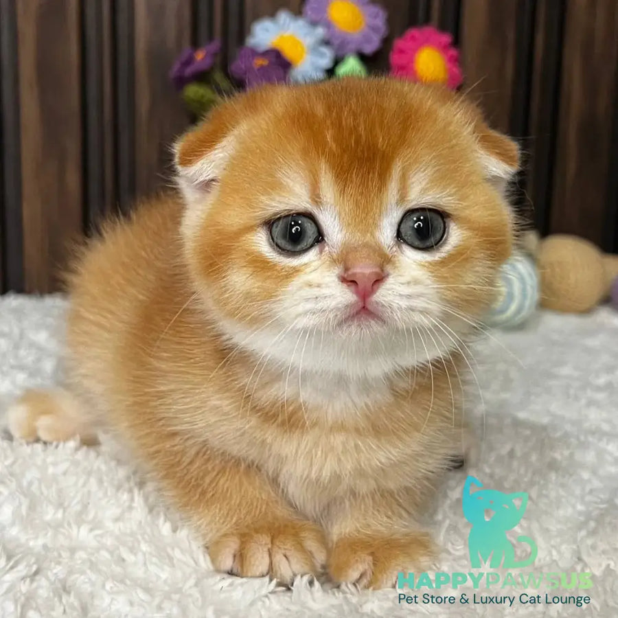 Nefertiti Scottish Fold female black golden chinchilla - live animals